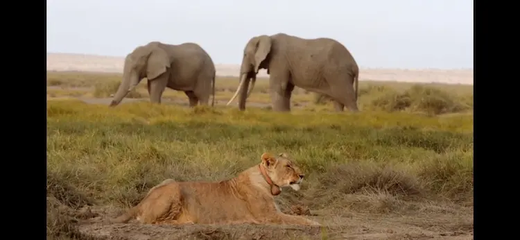 Lion (Panthera leo melanochaita) as shown in Africa - The Future